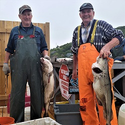 Close Encounter: Cod Fishing 12pm - 130pm